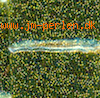 11/0 perle nr 996 - ca 20g Gold-Lined Rainbow Peridot